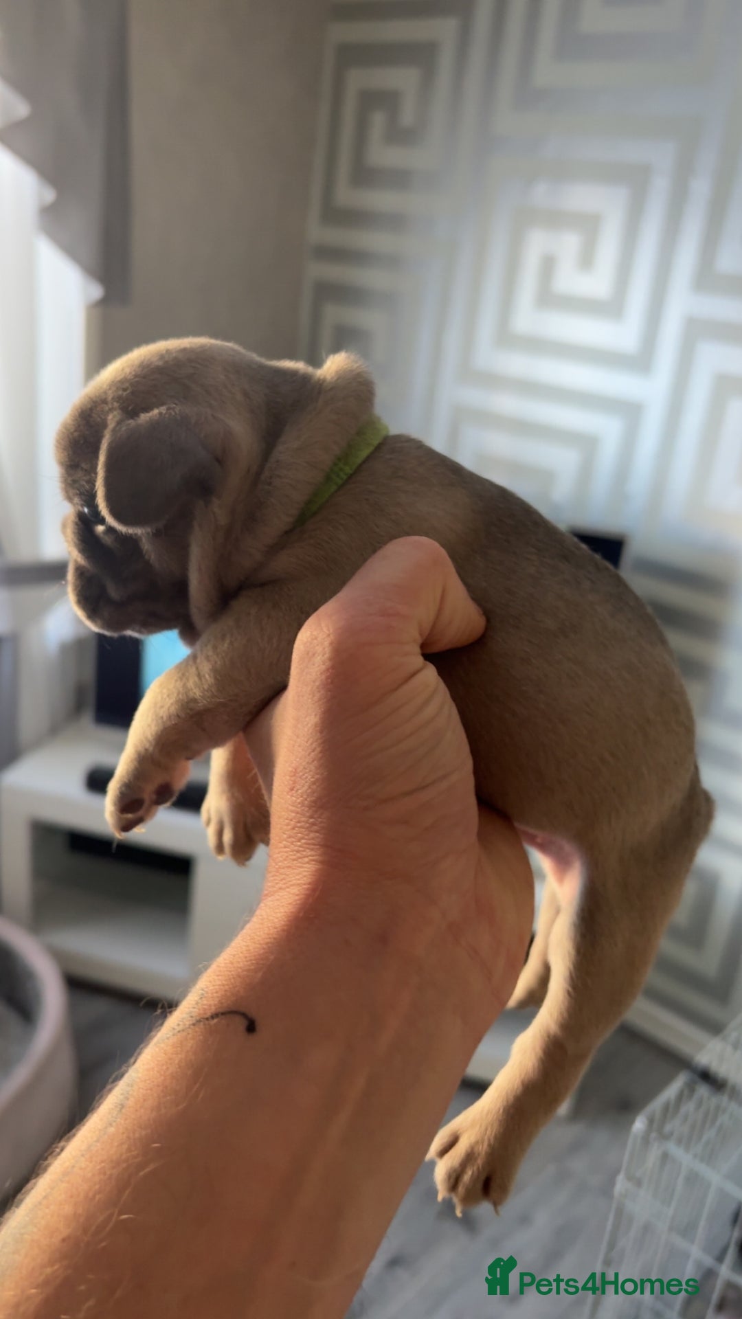 French Bulldog dogs for sale: Frenchies  - Advert 3