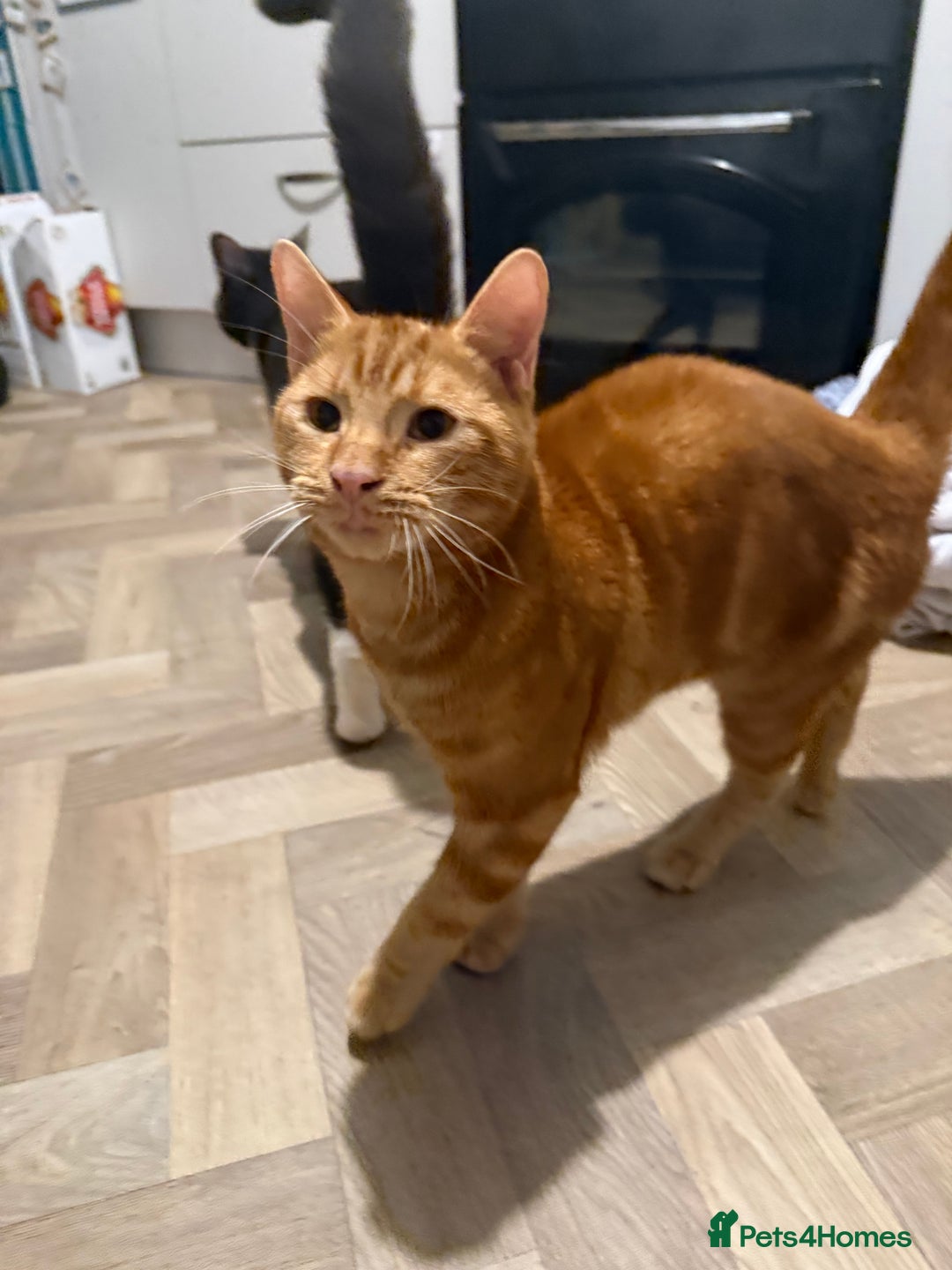 Mixed Breed cats for sale: meet Wotsit and Marmite - Advert 2