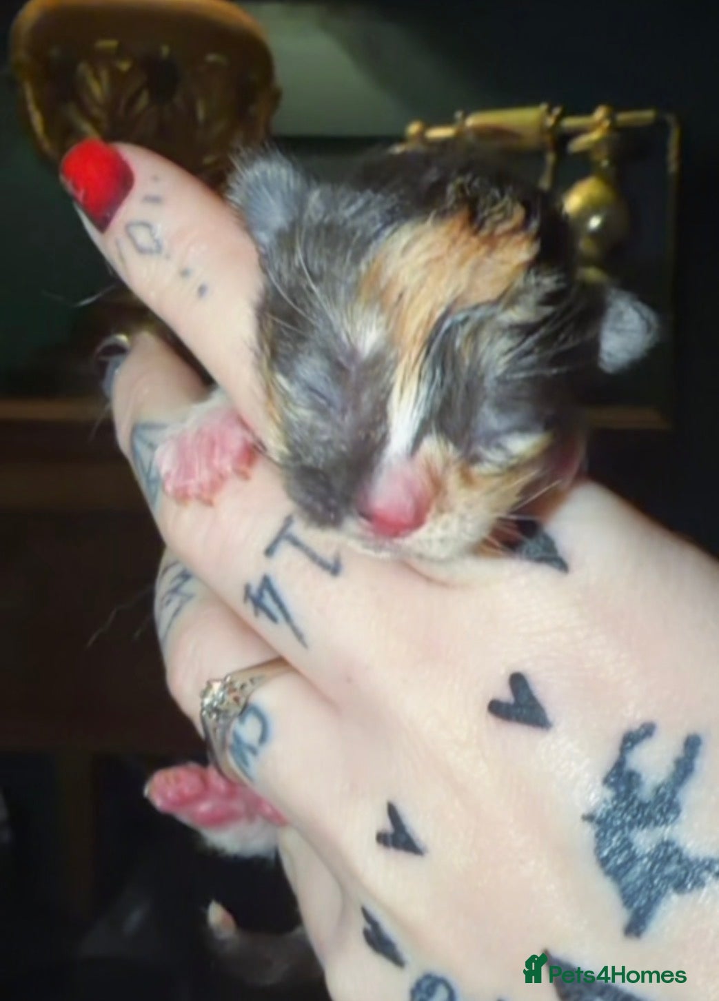 Ragdoll cats Ragdoll x Maine coon - Advert 1