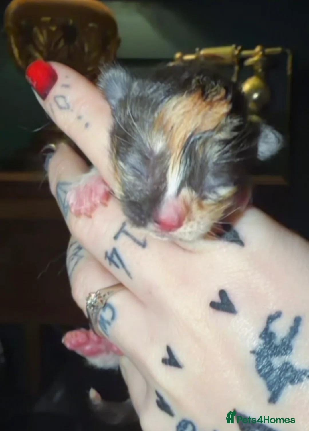 Ragdoll cats for sale: Ragdoll x Maine coon - Advert 1