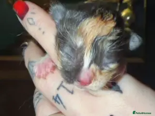 Ragdoll cats Ragdoll x Maine coon - Advert 1