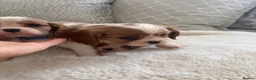Cavalier King Charles Spaniel dogs for sale: Cavalier King Charles pups - Advert 19