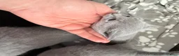 Russian Blue cats for sale: Adorable Russian blue kitten champion bloodline - Advert 8