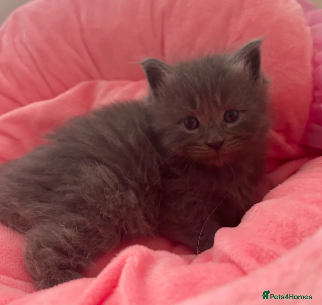 Mixed Breed cats for sale: Maine Coon Ragdoll Kittens leave 8th of may  in Motherwell - Advert 2