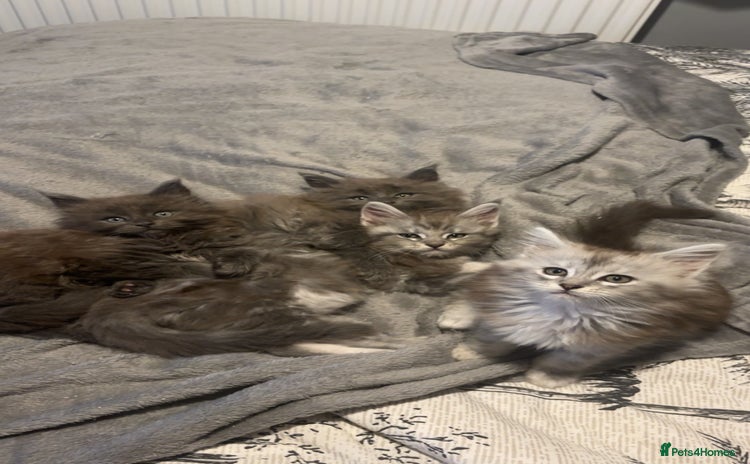 Maine Coon cats - Advert 6