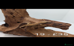 Gecko reptiles for sale: Beautiful baby crested geckos! - Image 18