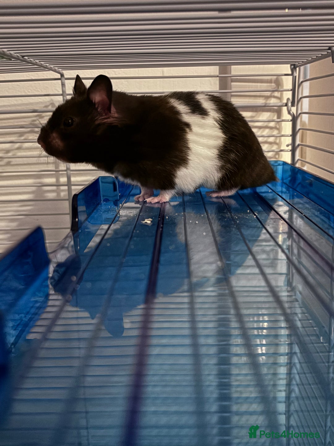 Hamster rodents for sale: Harry the Syrian Hamster - Image 2