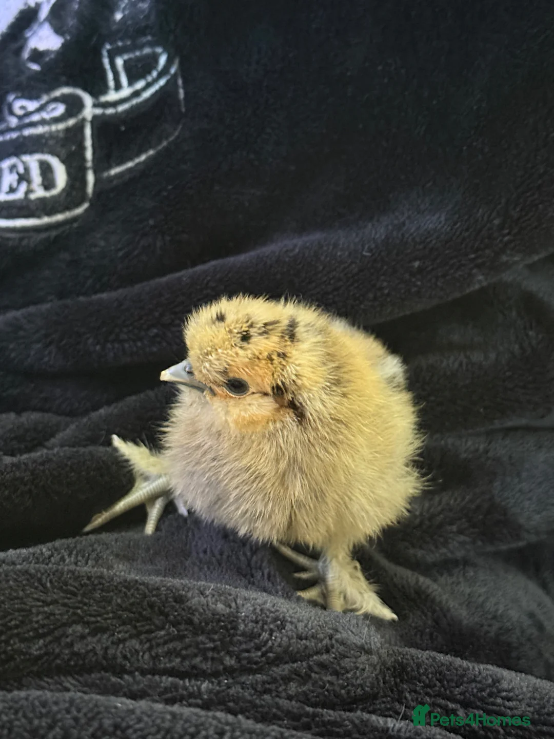 Chickens poultry for sale: Day old silkie chicks  - Advert 5