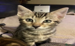 Bengal cats for sale: Cute and fluffy half Bengal kittens  - Image 10