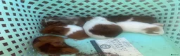 Guinea Pig rodents for sale: Mixed Guinea pigs  - Advert 6