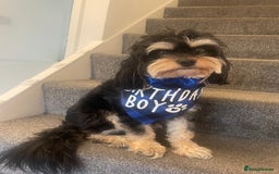 Cavapoo dogs for stud: Boy cavapoo  - Image 5