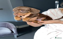Dachshund dogs for sale: 2 beautiful boys left! - Image 4