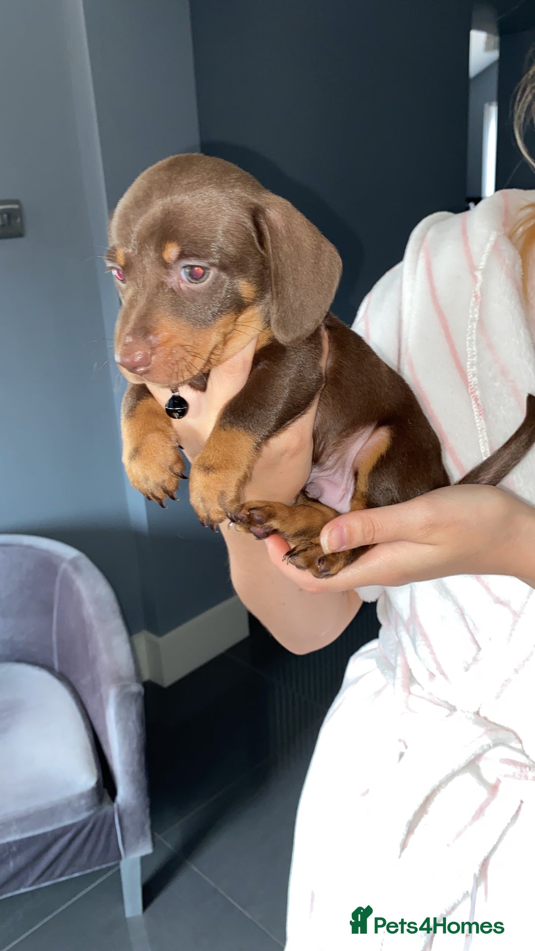 Dachshund dogs for sale: 2 beautiful boys left! - Image 4