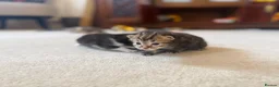 Mixed Breed cats for sale: Kittens for sale  - Advert 10