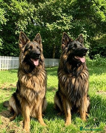 German Shepherd dogs Chunky Fluffy Long-Haired German Shepherd Puppies - Advert 16