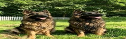 German Shepherd dogs for sale: Chunky Fluffy Long-Haired German Shepherd Puppies - Advert 2