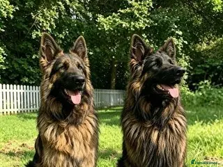 German Shepherd dogs Chunky Fluffy Long-Haired German Shepherd Puppies - Advert 16