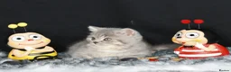 British Shorthair cats for sale: Tica registered British Shorthair kittens  - Advert 17