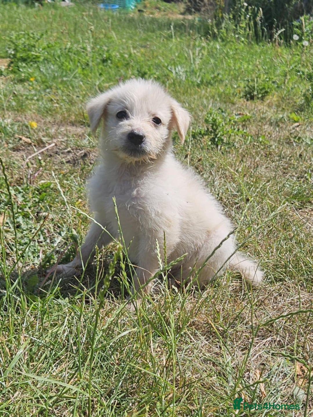 Mixed Breed dogs for sale: F1 Shepadoodle Puppies in Boston - Image 2