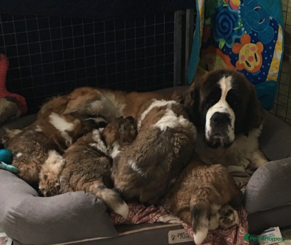 Saint Bernard dogs Health-tested line established 1990s. - Advert 8