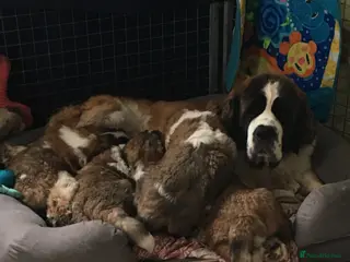 Saint Bernard dogs Health-tested line established 1990s. - Advert 8