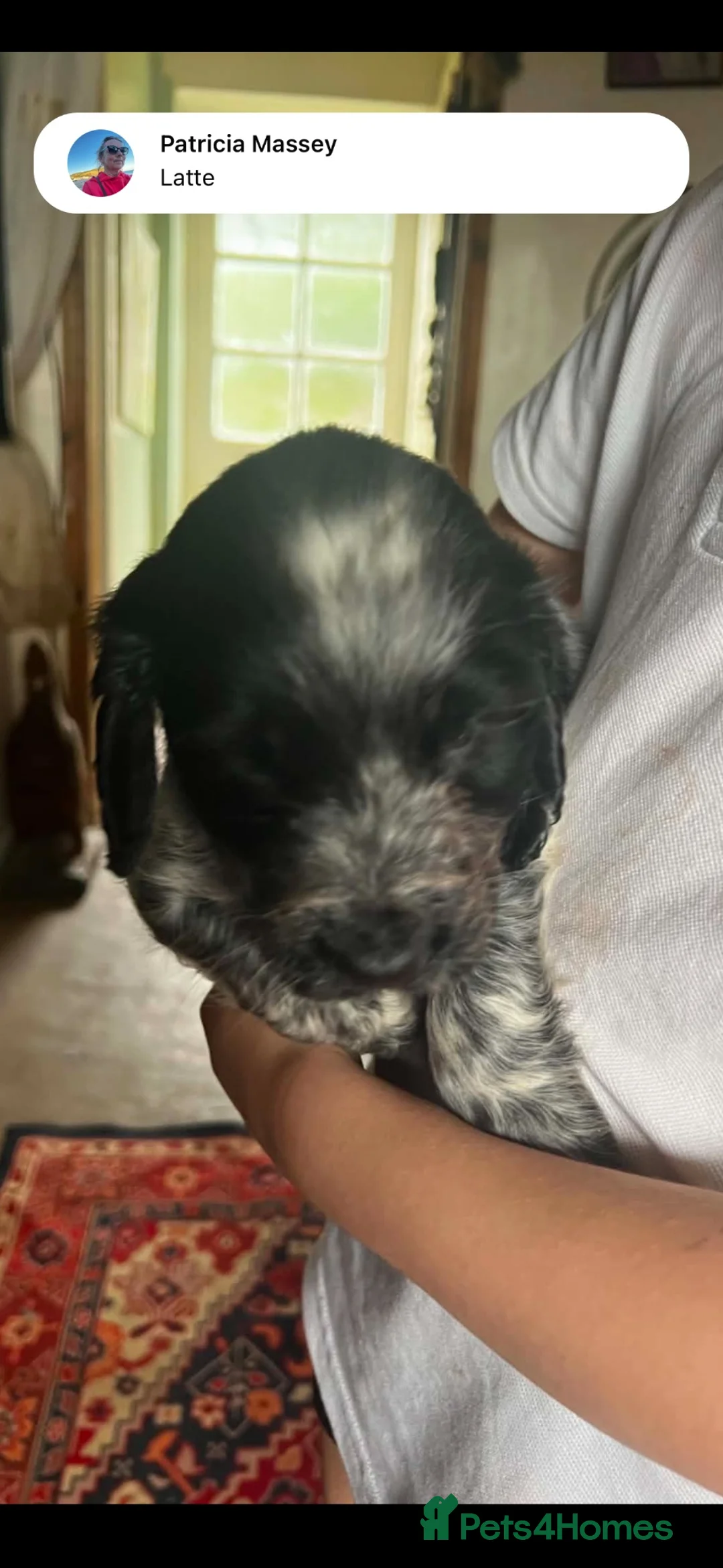Cocker Spaniel dogs for sale: Lovely spaniel boys  - Advert 2