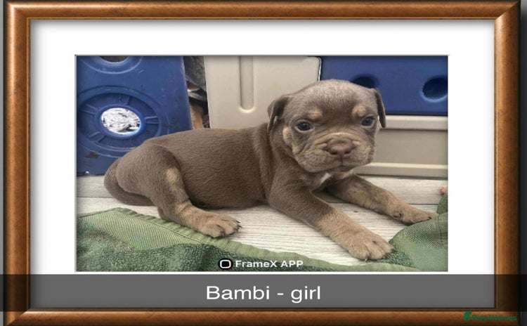 Olde English Bulldogge dogs - Advert 1