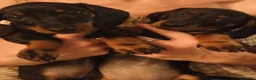 Dachshund dogs for sale: Two amazing mini dachshund two girls for sale - Advert 4