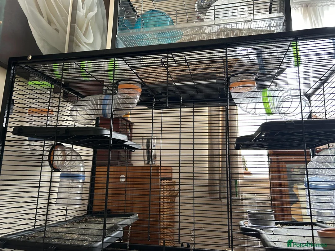Gerbil rodents for sale: Two gerbils in Maidstone - Advert 2