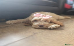 Cockapoo dogs for sale: Fully vaccinated and Extensively health tested.  in Wisbech - Image 16