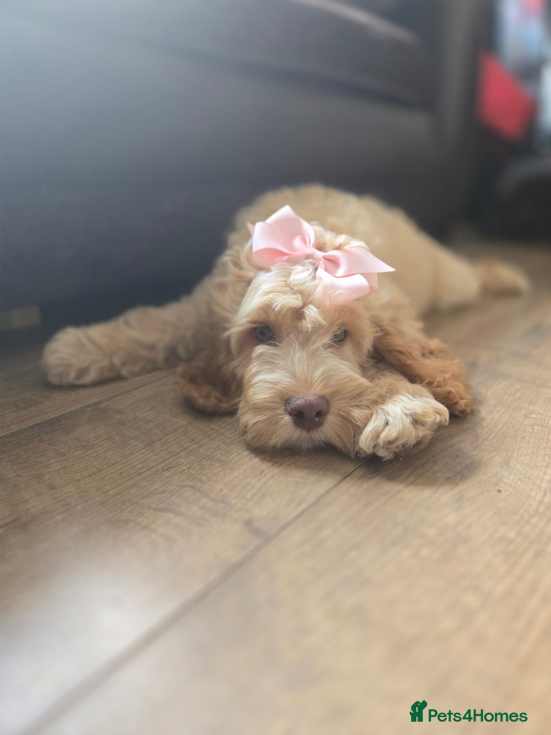 Cockapoo dogs for sale: Fully vaccinated and Extensively health tested.  in Wisbech - Image 16