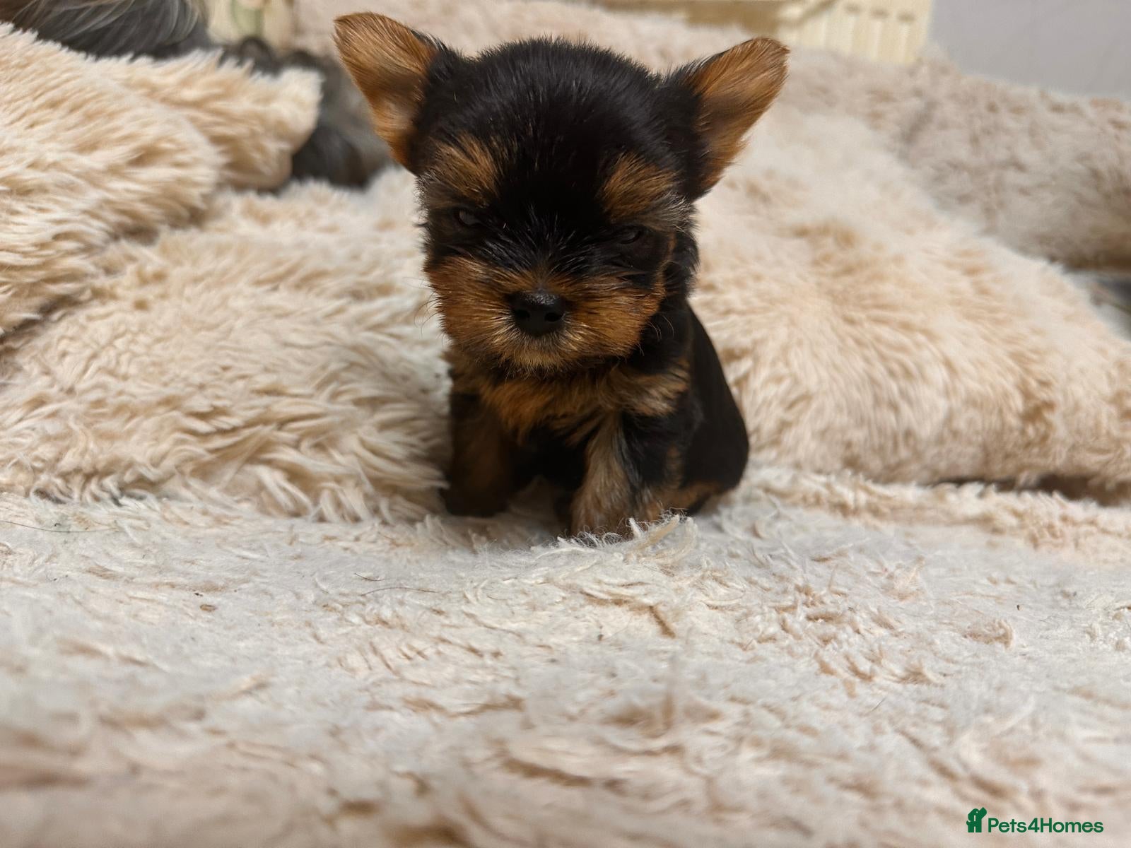 Yorkshire Terrier dogs Mini Yorkshire Terrier Puppies  - Advert 1