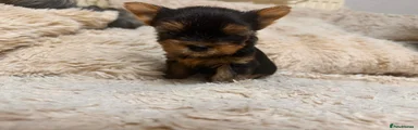 Yorkshire Terrier 2