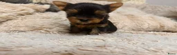 Yorkshire Terrier dogs for sale: Mini Yorkshire Terrier Puppies  - Advert 1