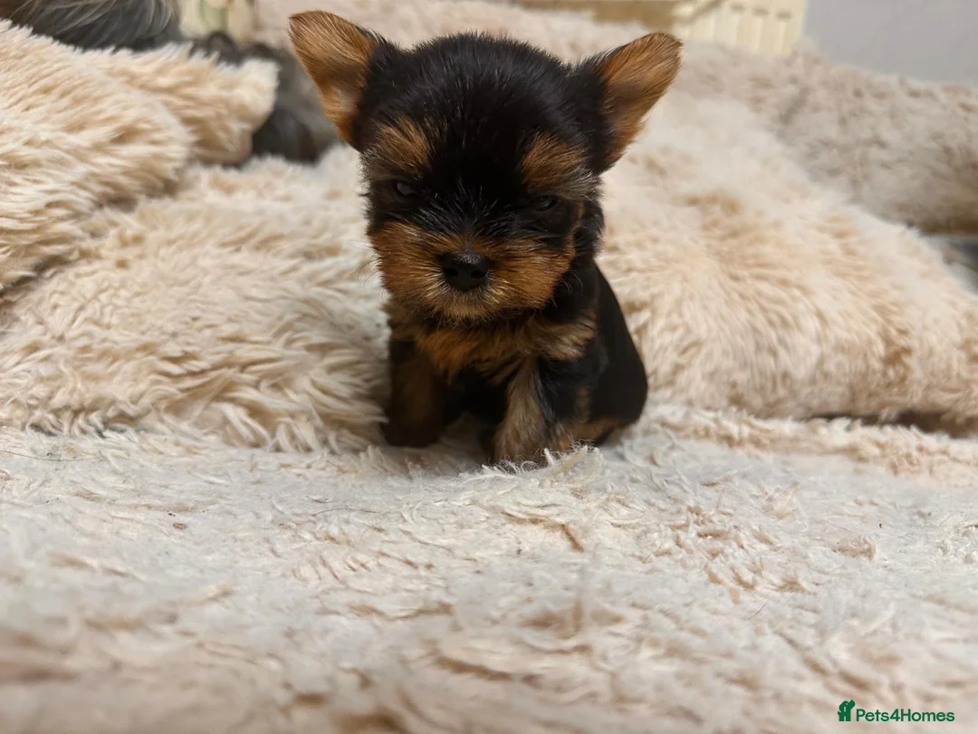 Yorkshire Terrier dogs for sale: Mini Yorkshire Terrier Puppies  - Advert 1