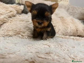 Yorkshire Terrier dogs Mini Yorkshire Terrier Puppies - Advert 3