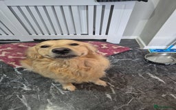 Mixed Breed dogs for sale: Male golden retriever mix  - Image 2