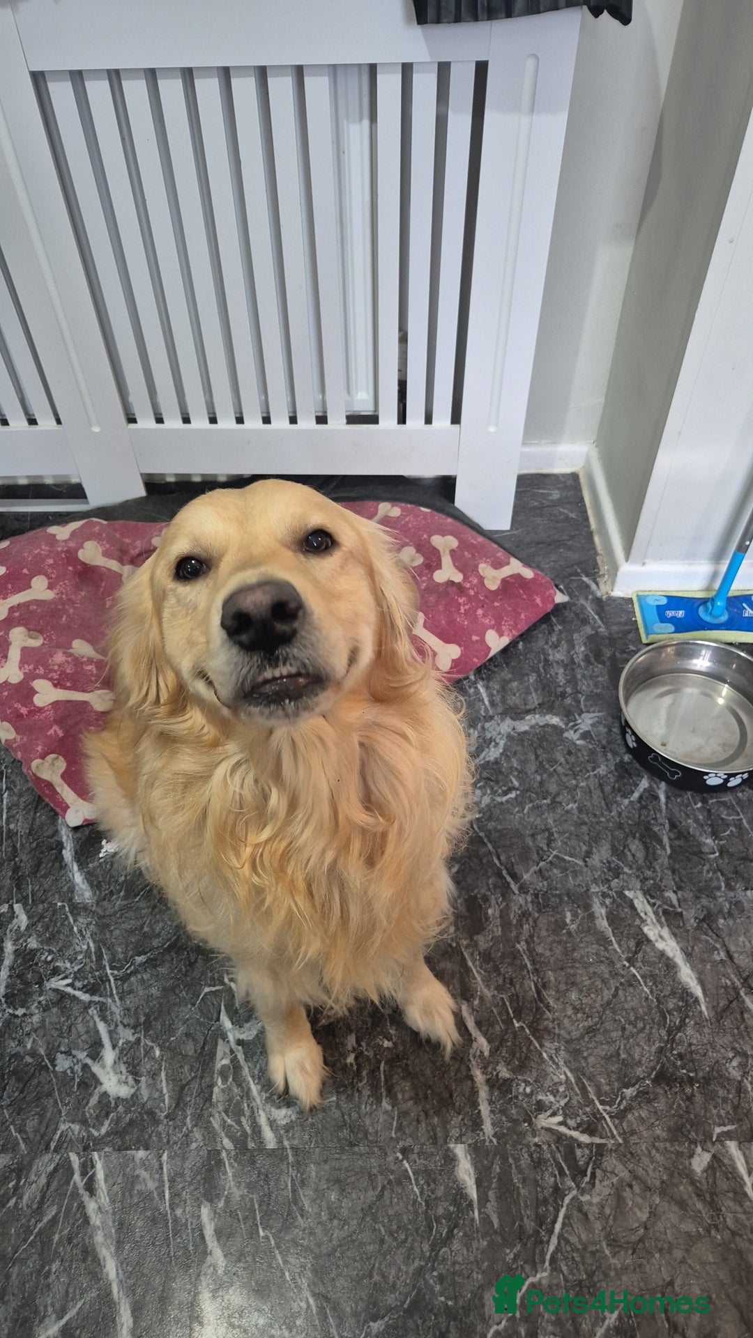 Mixed Breed dogs for sale: Male golden retriever mix  - Image 2
