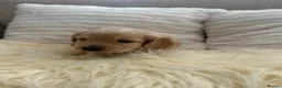 Mixed Breed dogs for sale: Golden Cockapoo × Labradoodle Puppies - Advert 20