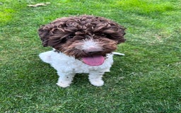 Lagotto Romagnolo dogs for sale: Litter of Hypoallergenic Lagotto/ not cockapoo  - Image 2