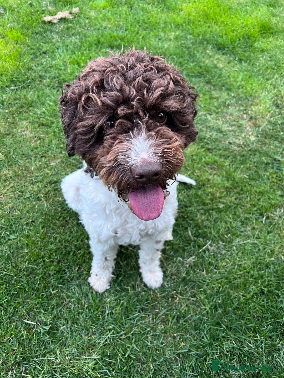 Lagotto Romagnolo dogs for sale: Litter of Hypoallergenic Lagotto/ not cockapoo  - Image 2