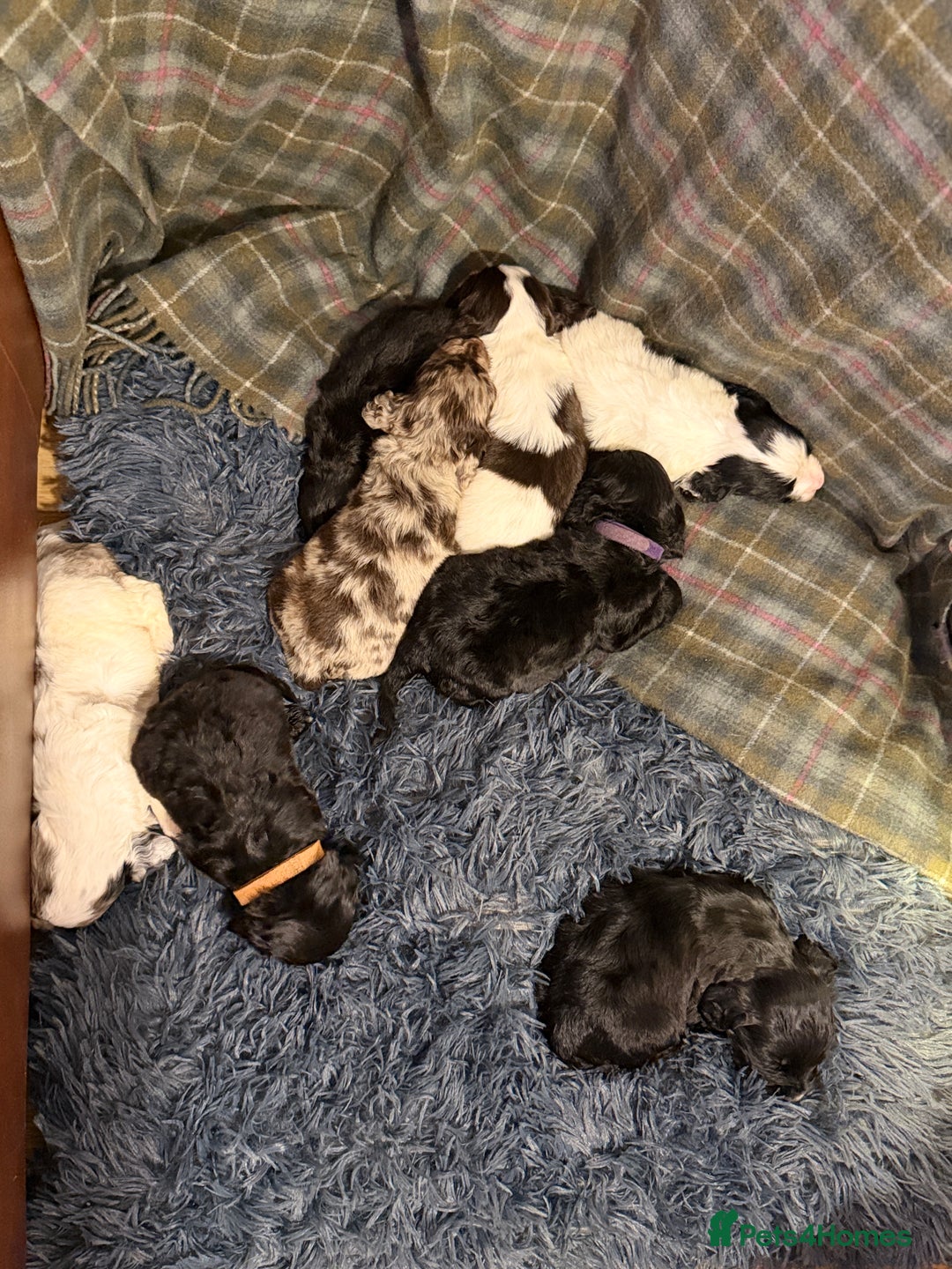 Cocker Spaniel dogs for sale: Cocker Spaniel Merle Puppies  - Advert 12