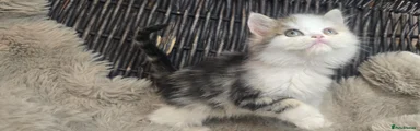 Persian 2