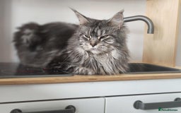 Maine Coon cats for sale: Merci lovely maine coon - Image 2