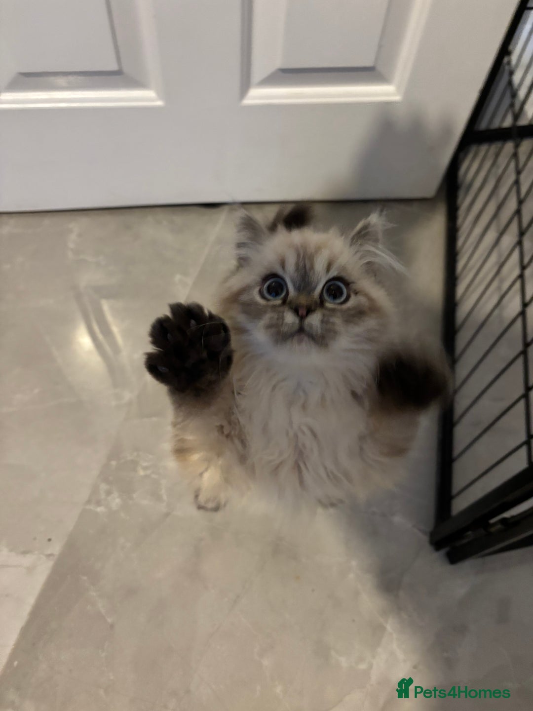 Persian cats for sale: Tabby point Persian  - Advert 4