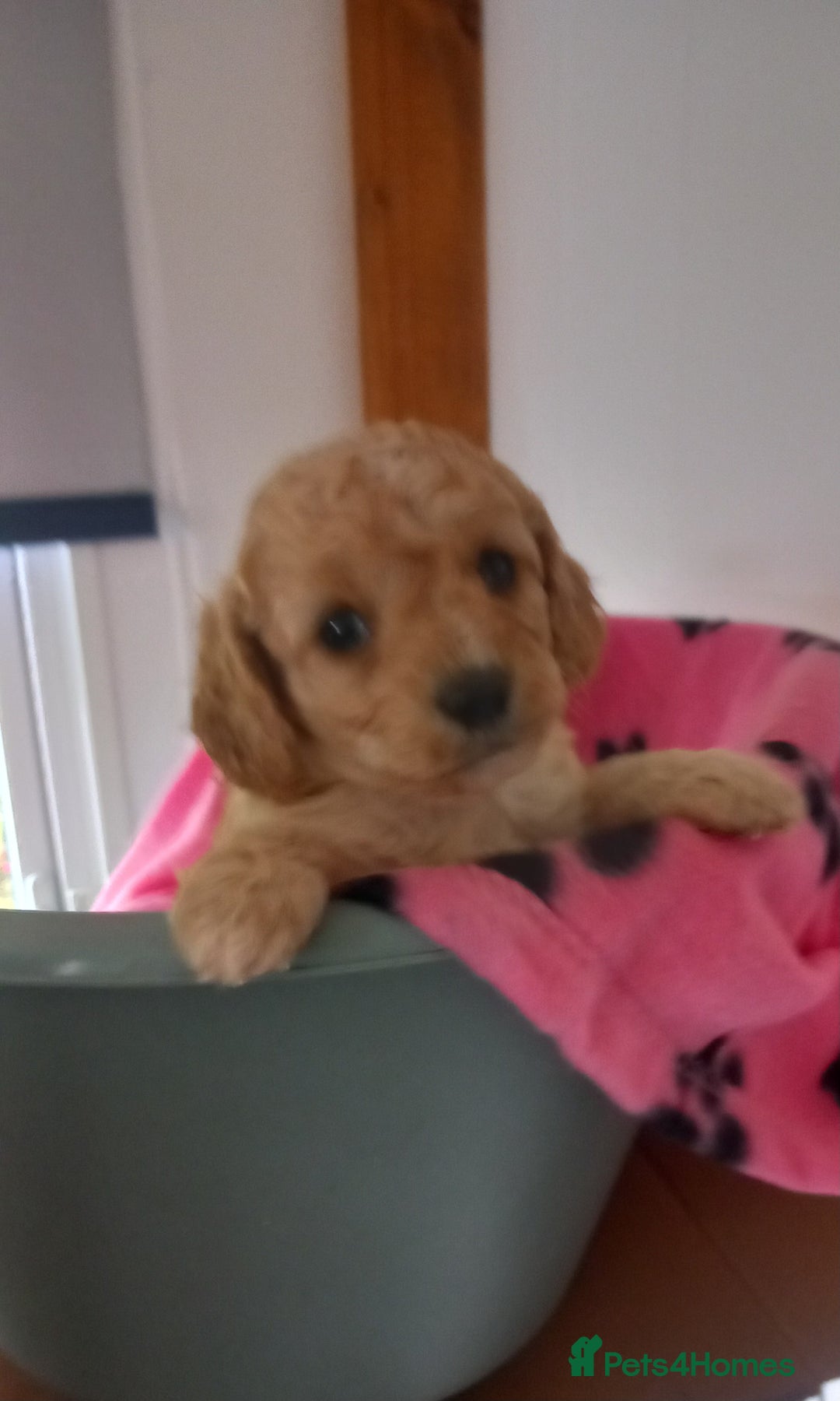 Cavapoo dogs for sale: 6 beautiful cavapoo puppies - Advert 1