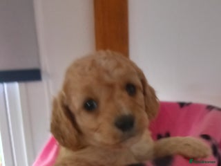 Cavapoo dogs 6 beautiful cavapoo puppies - Advert 4