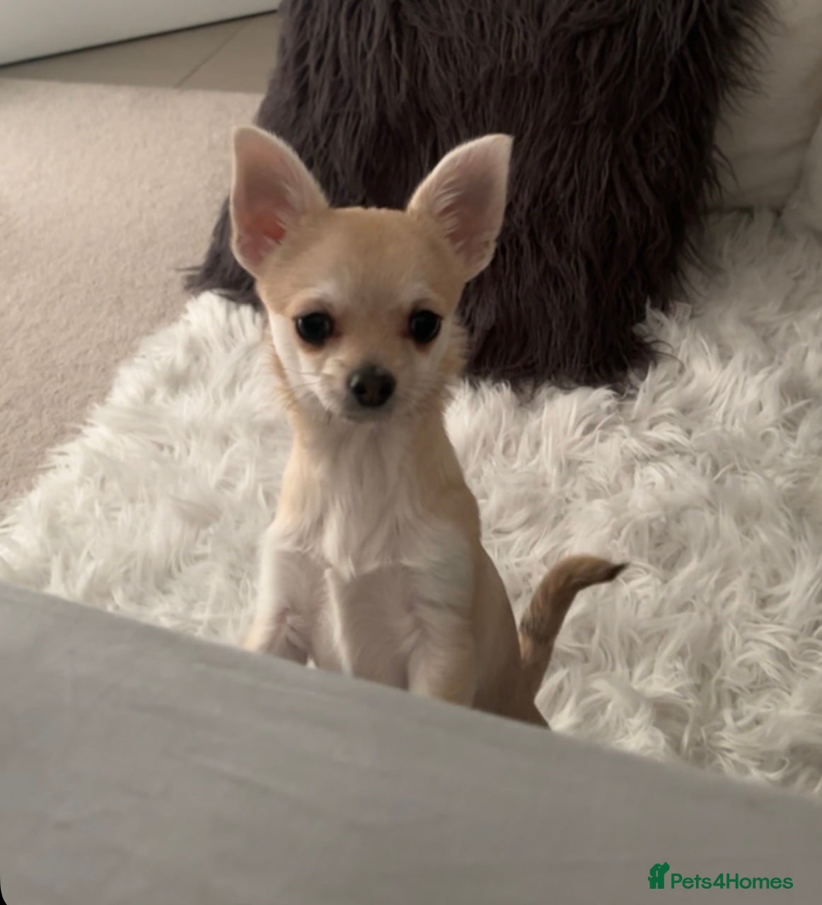 Chihuahua dogs Chihuahua puppy 8 months old - Advert 13