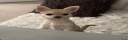 Chihuahua dogs for sale: Chihuahua puppy 8 months old - Advert 1