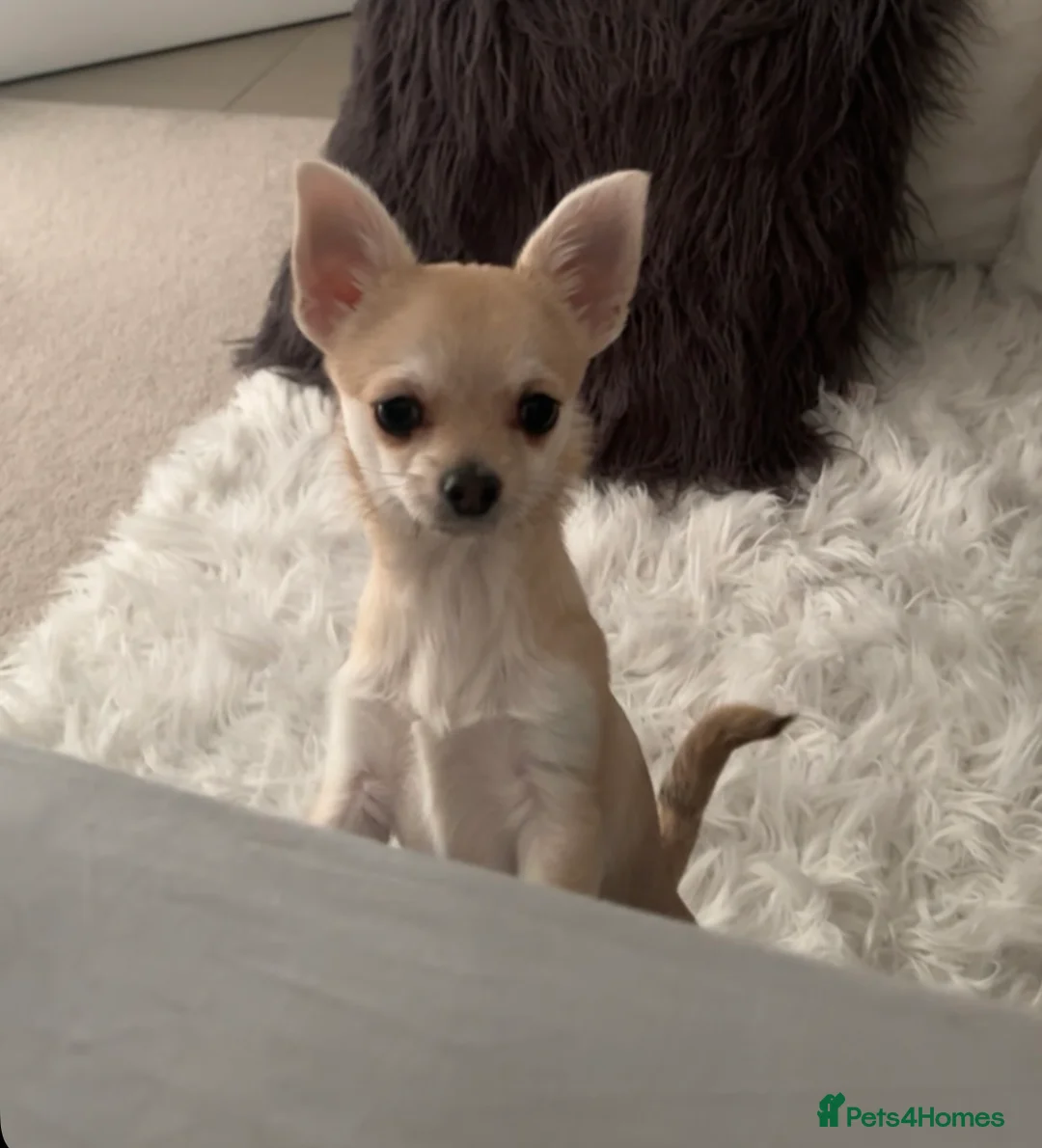 Chihuahua dogs for sale: Chihuahua puppy 8 months old - Advert 1